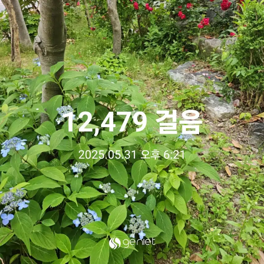 🪻🌹꽃길 따라 걷기 명상으로 🧘
