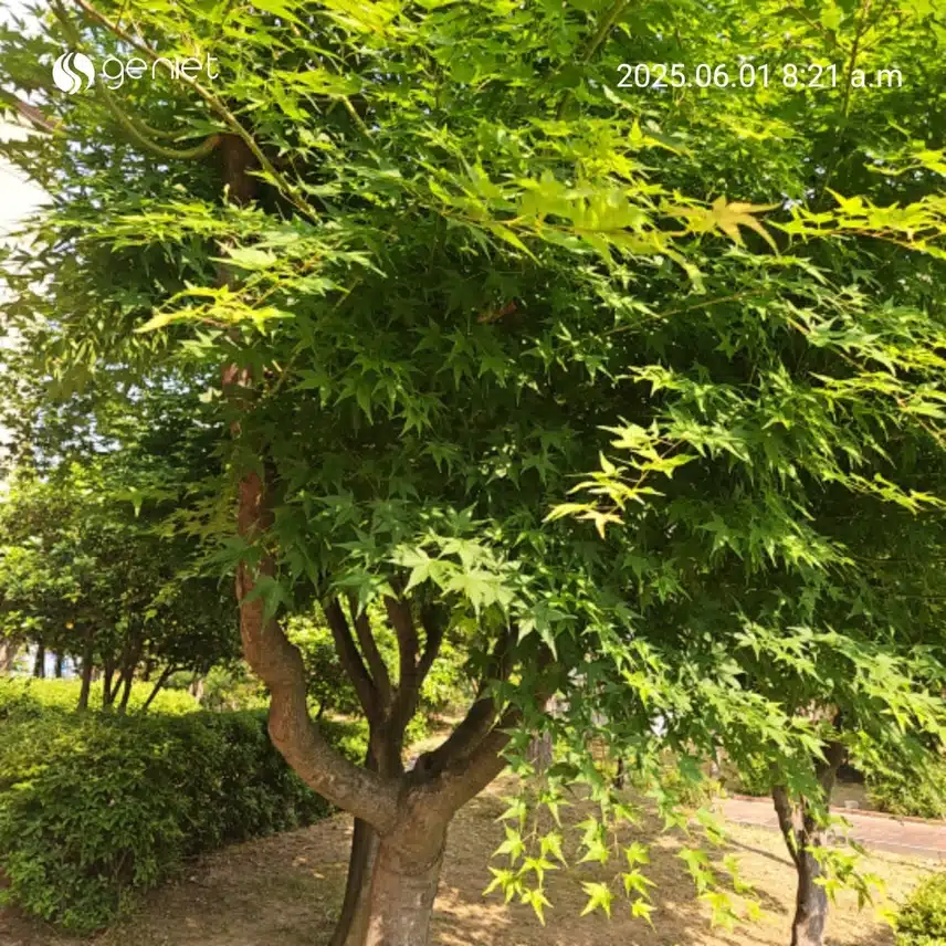 6월의 싱그러운 숲길을 걸었네요.