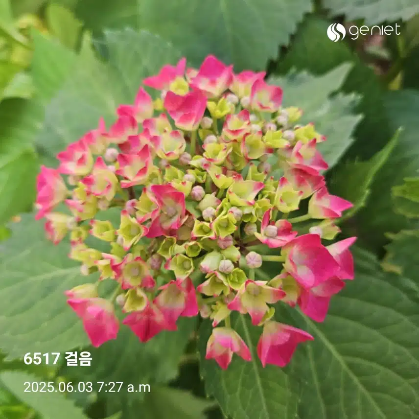 붉은 산수국 산책길🏃