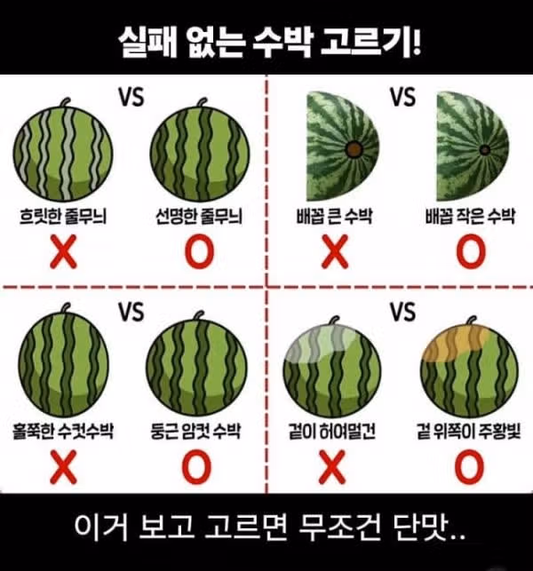 실패 없는 수박 고르기