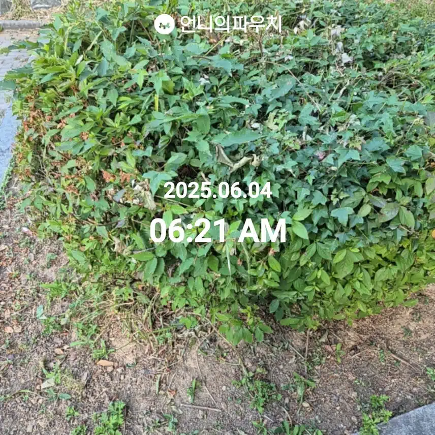 6월 4일 수요일 걷기 
