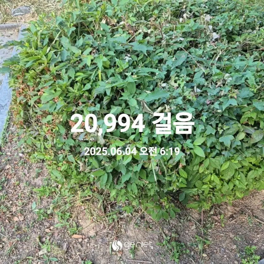 6월 4일 수요일 걷기 