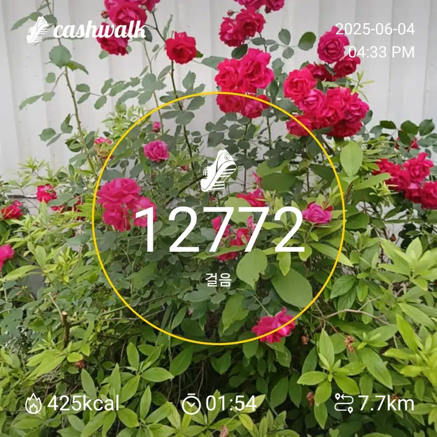 하루6천보걷기 