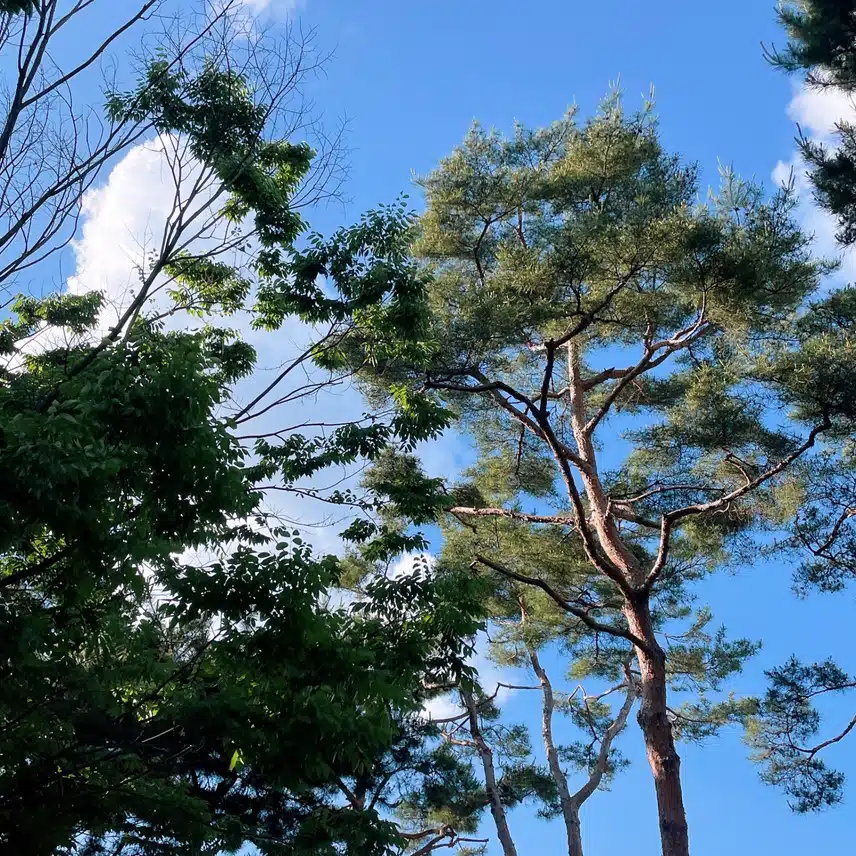 멋지네요