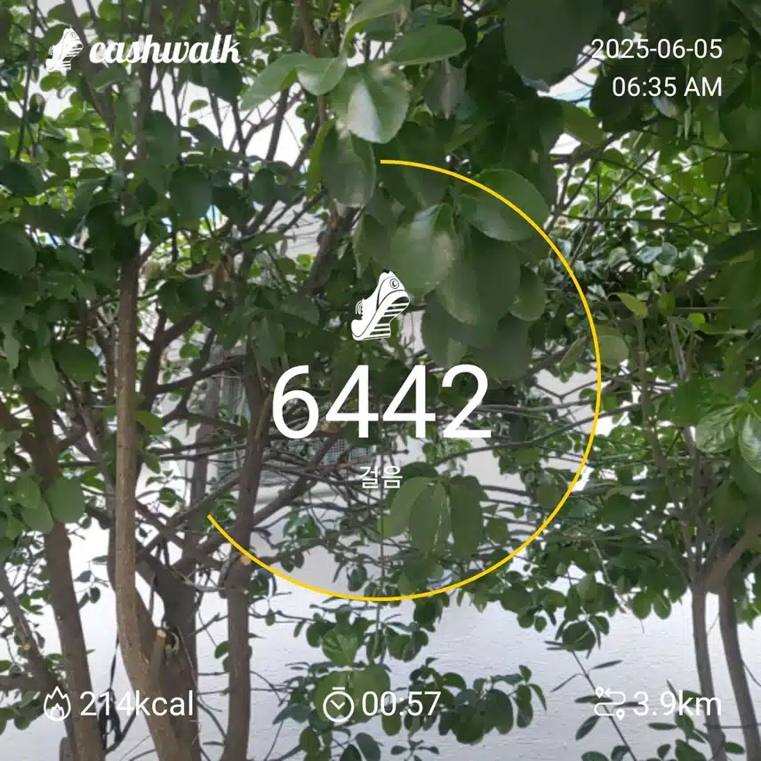 6000보 걷기