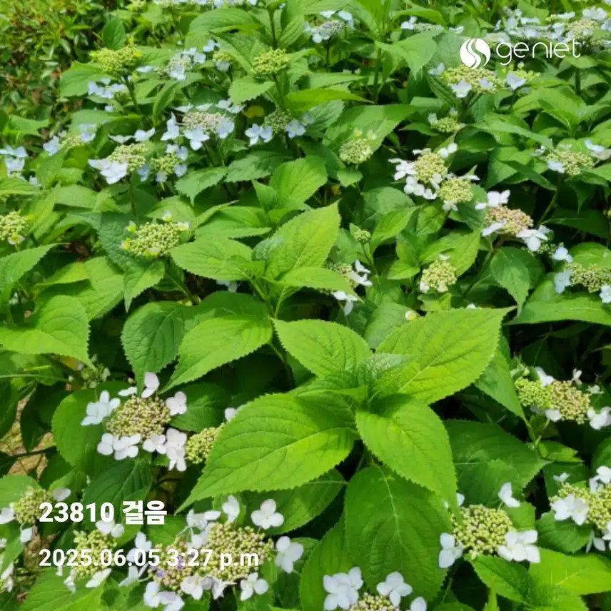   🤗새벽운동 만보걷기 와 외출걸음 🤗