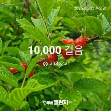 6월 5일 만보 완주 
