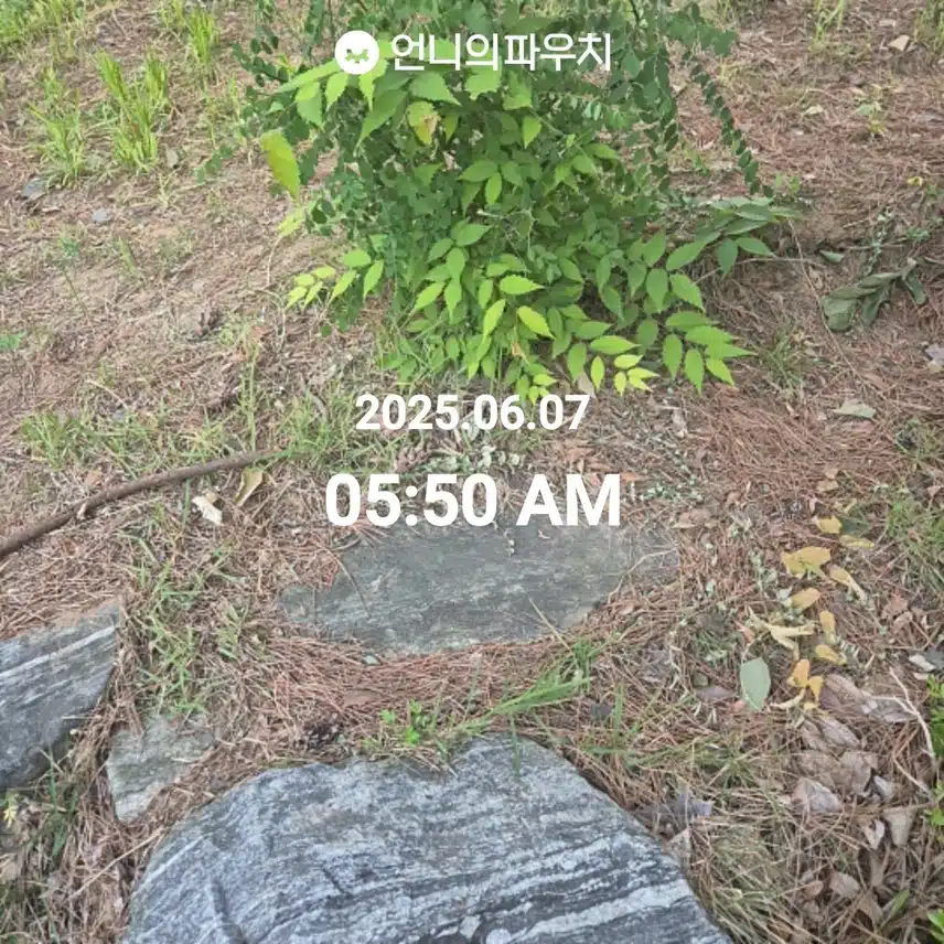 2025년 6월 7일 토요일 걷기 