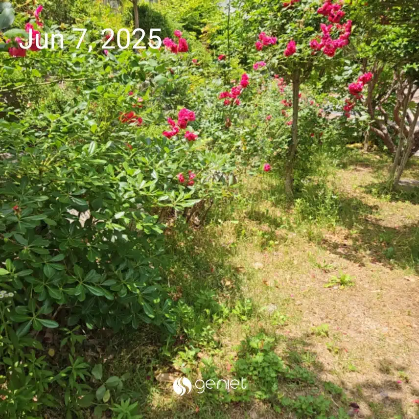 장미향이 그득한 힐링 산책길 🌹🌱🌹