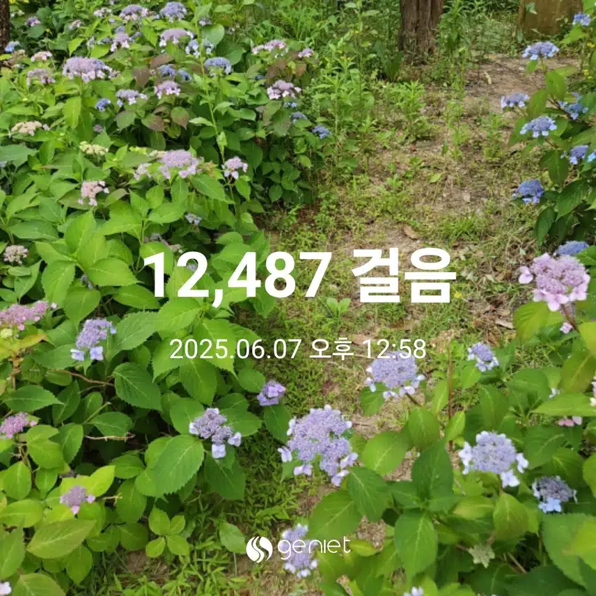 장미향이 그득한 힐링 산책길 🌹🌱🌹