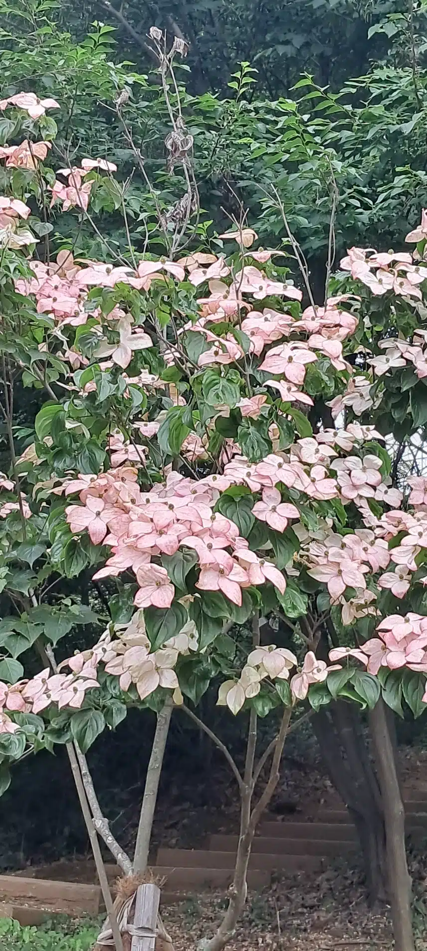 산딸나무 꽃