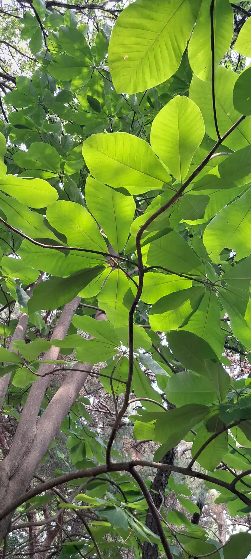 일본 목련나무