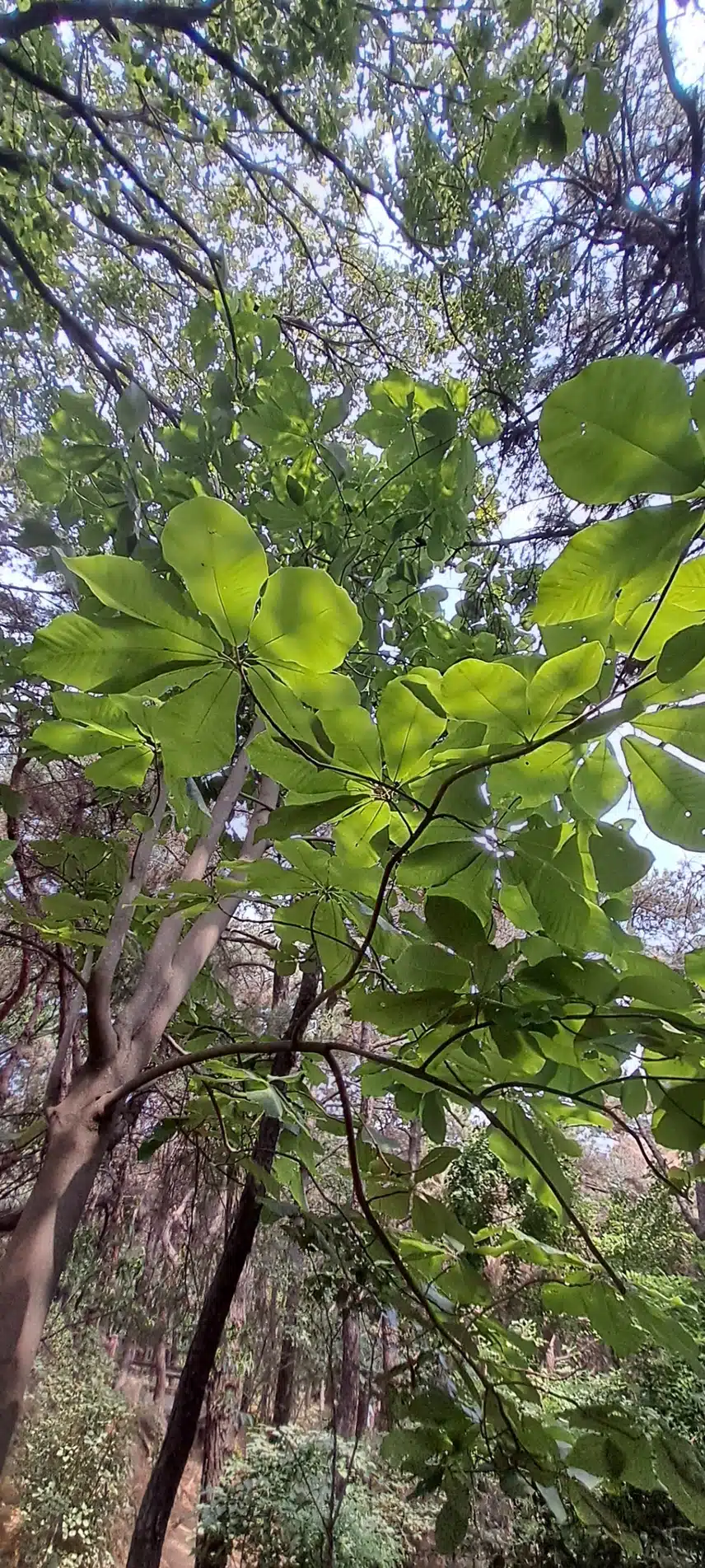 일본 목련나무