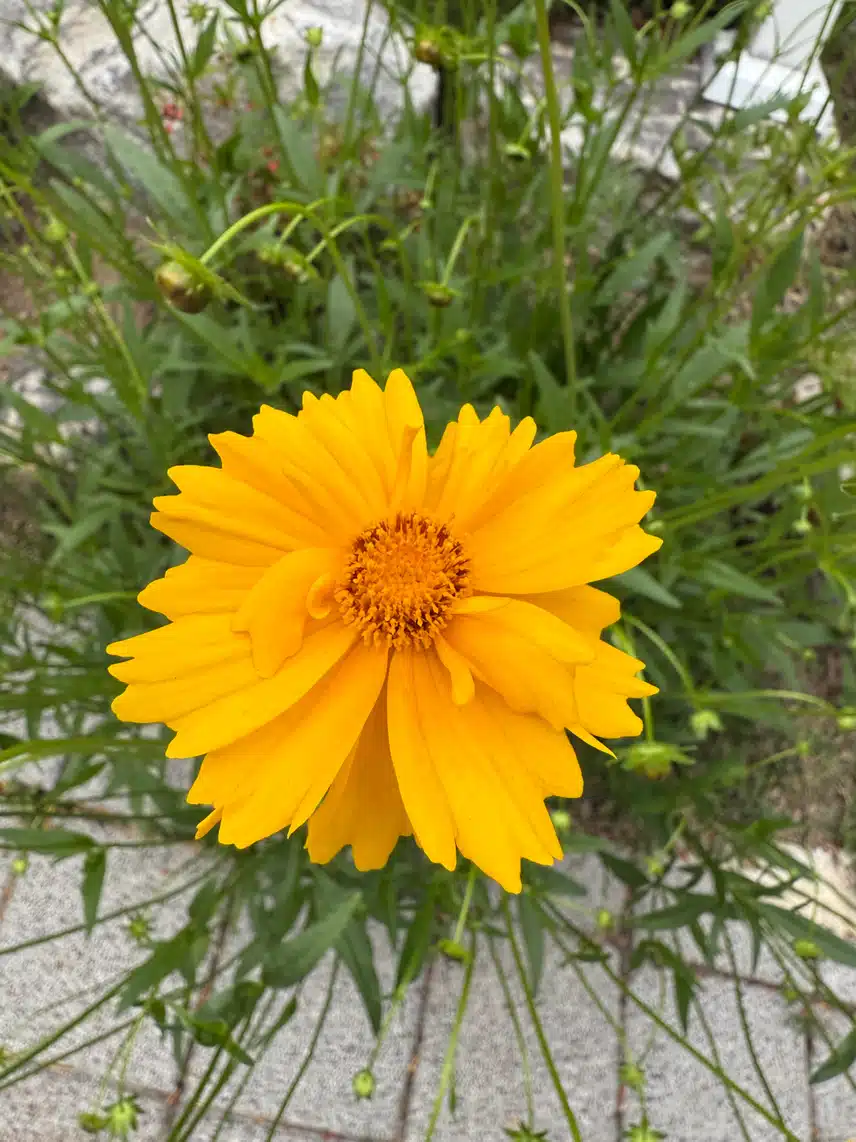 지금 이 시간 산책 덥네요