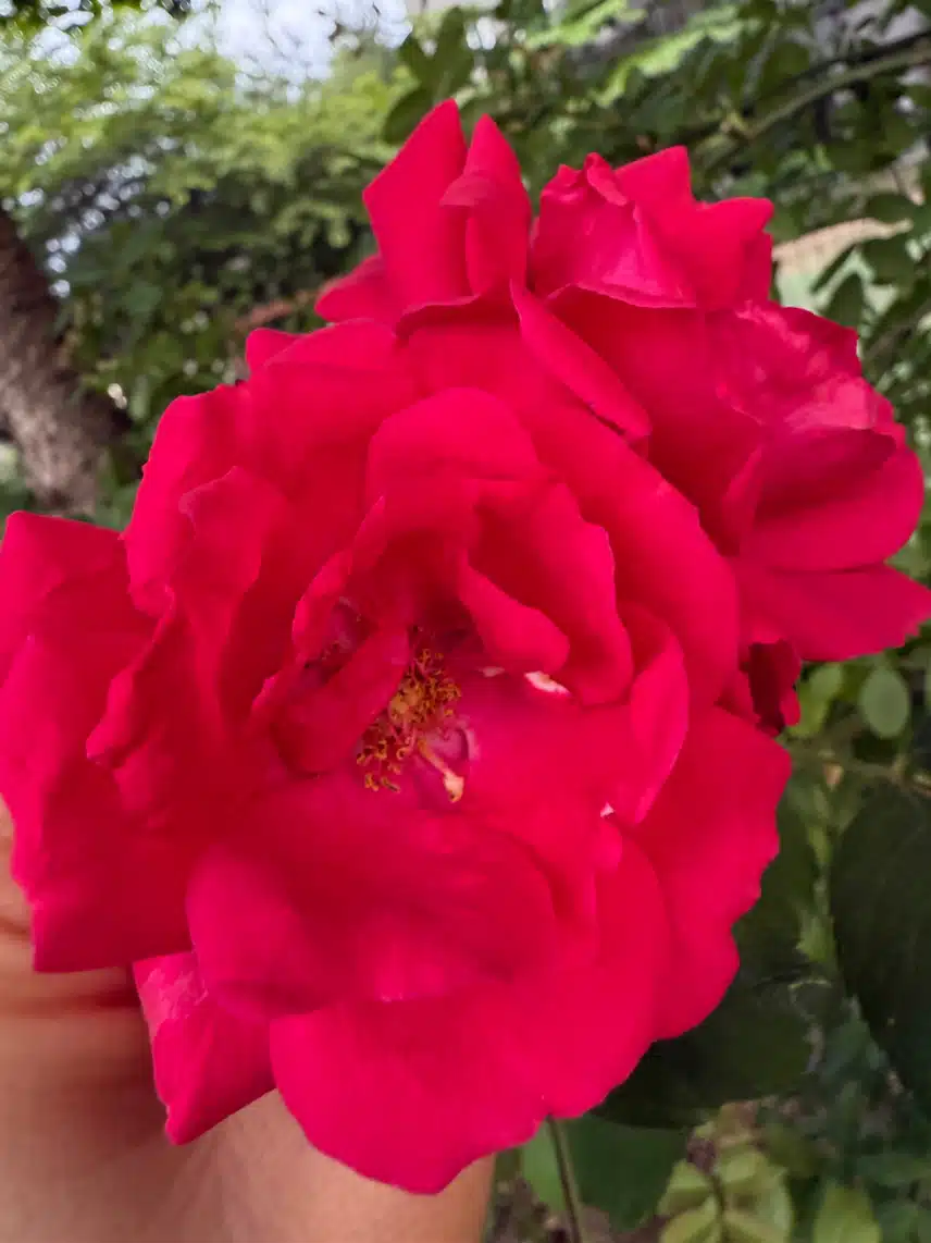지금 이 시간 산책 덥네요