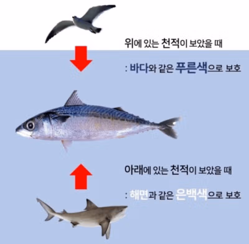 등푸른 생선의 등이 푸른 이유