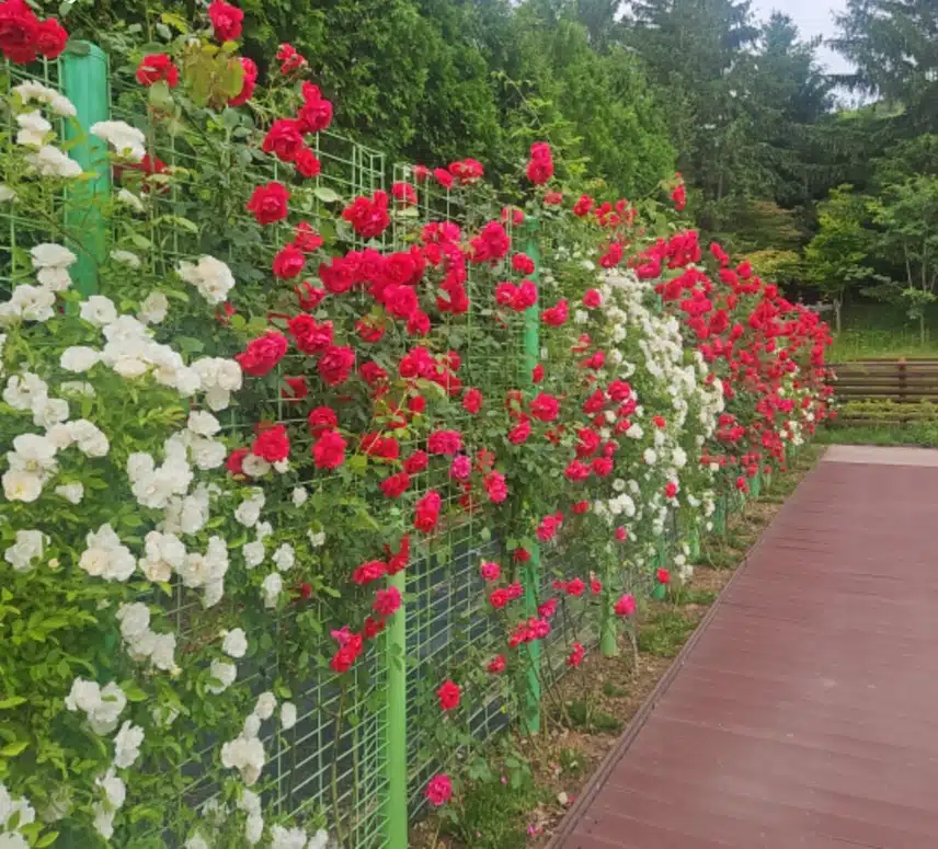 개운하게 풀고 꽃구경하네요.🏋🌹