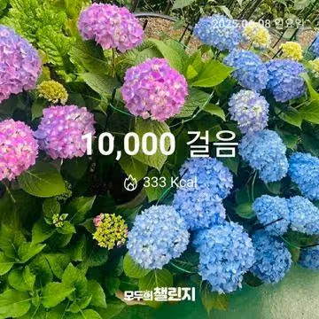 6월 8일 만보 완주 