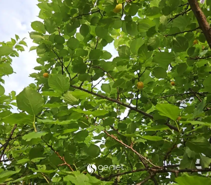산책길 매실이 익어가네요.