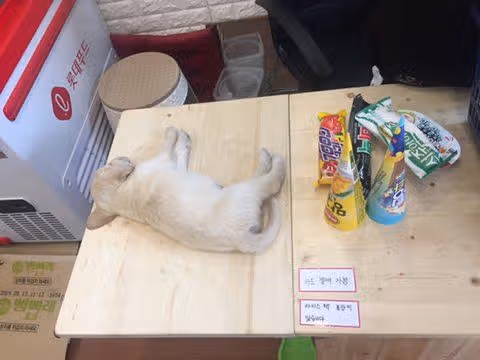 아이스크림 가게 사장님