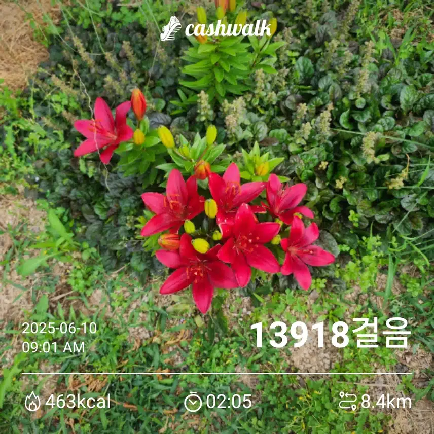 새벽에 걷고, 뛰고, 걷기 성공 ~👌