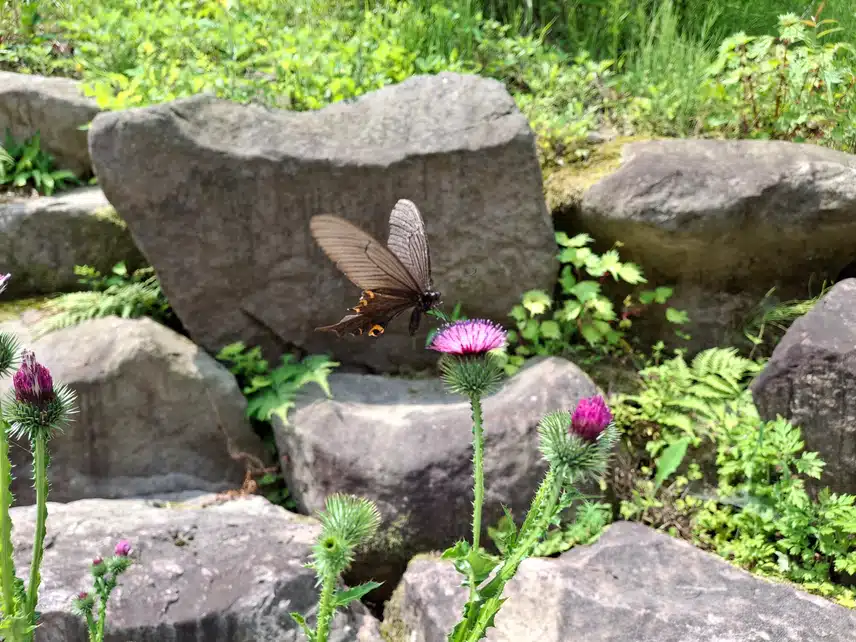 꽃과 나비