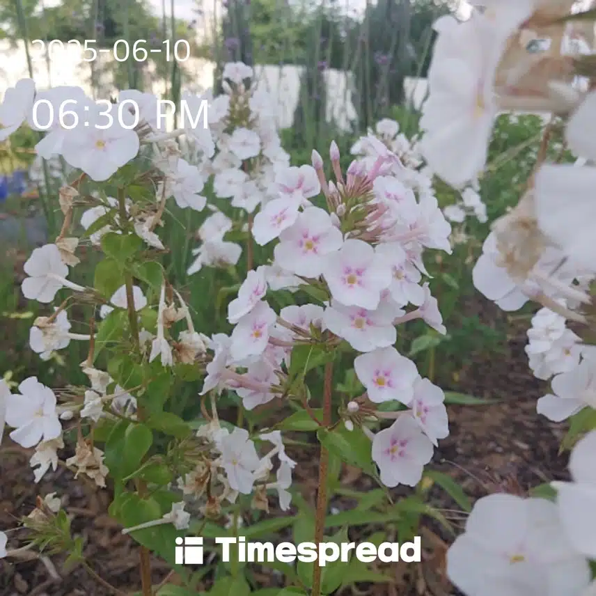 산책하고 작은 꽃 보기