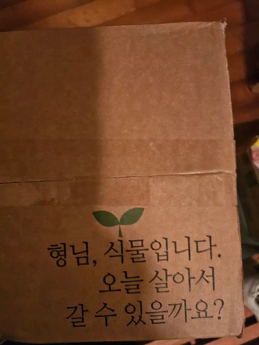 알로카시아