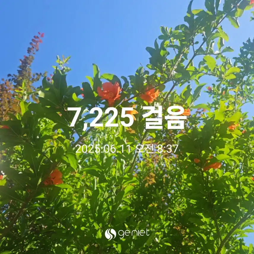 석류꽃 붉은 산책길 따라 ~