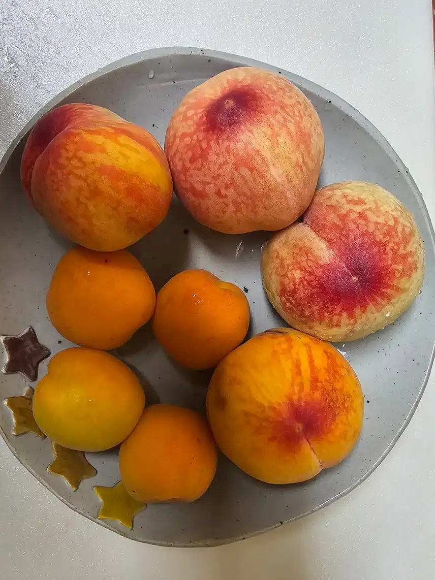 복숭아랑 살구 먹어요.