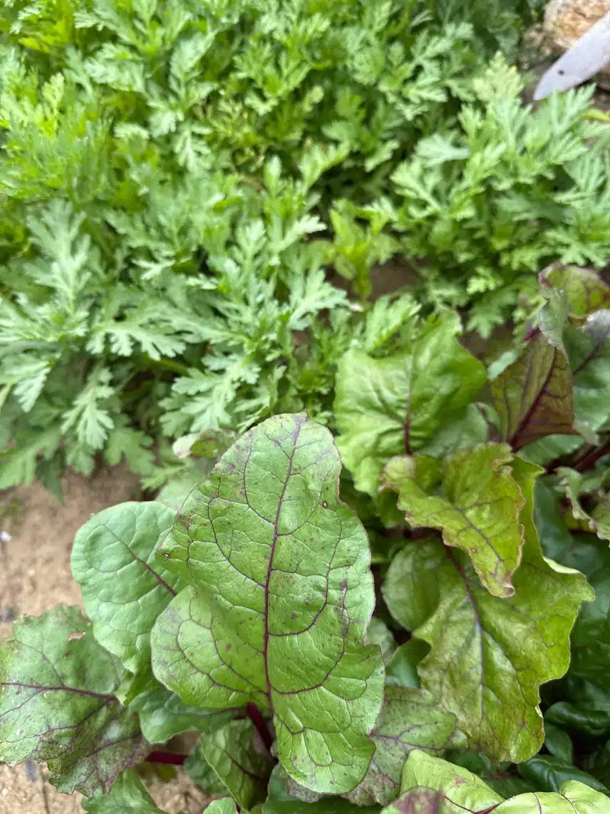 엄마네 밭에서 장보기😀