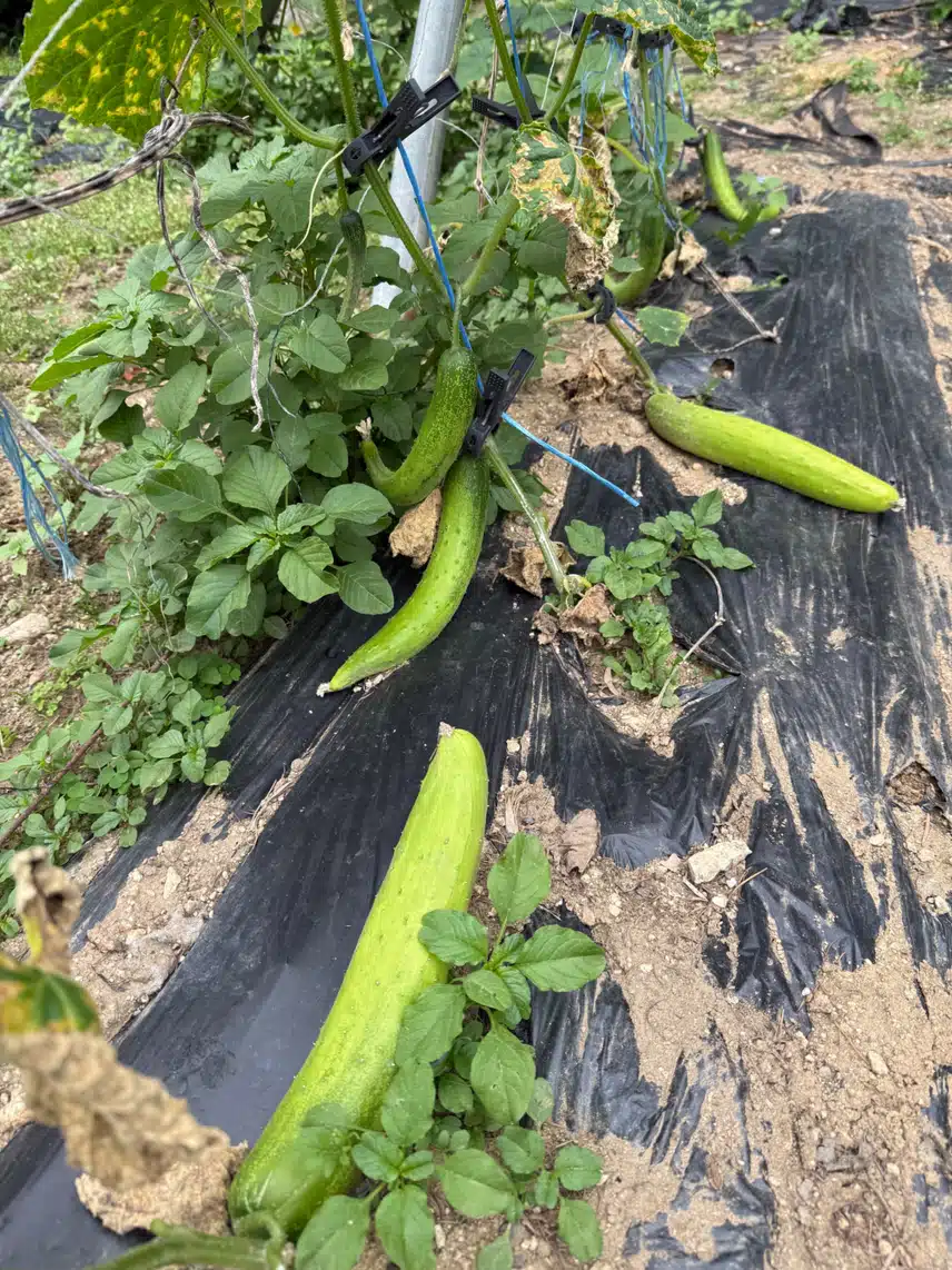 엄마네 밭에서 장보기😀