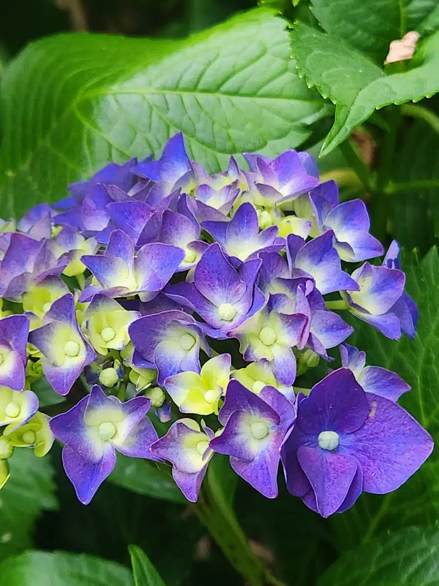 수국