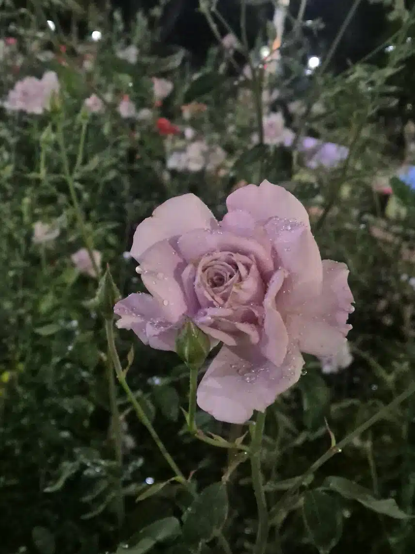 비 오는 밤 만보 걸었어요.