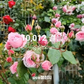 6월 13일 만보 완주 