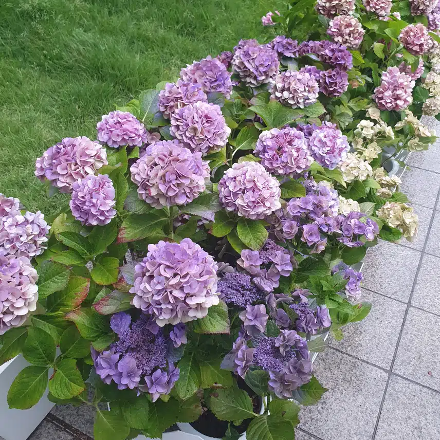 수국