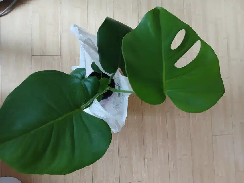 반려식물