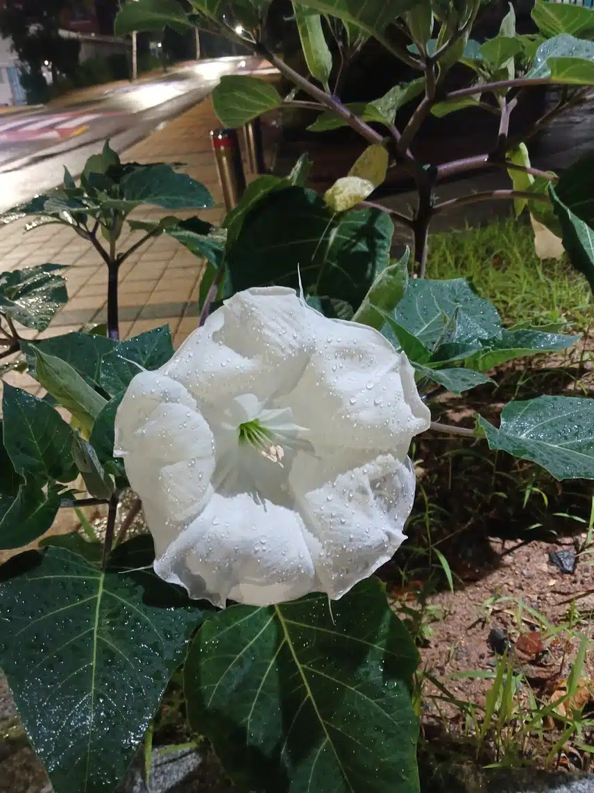 빗길산책