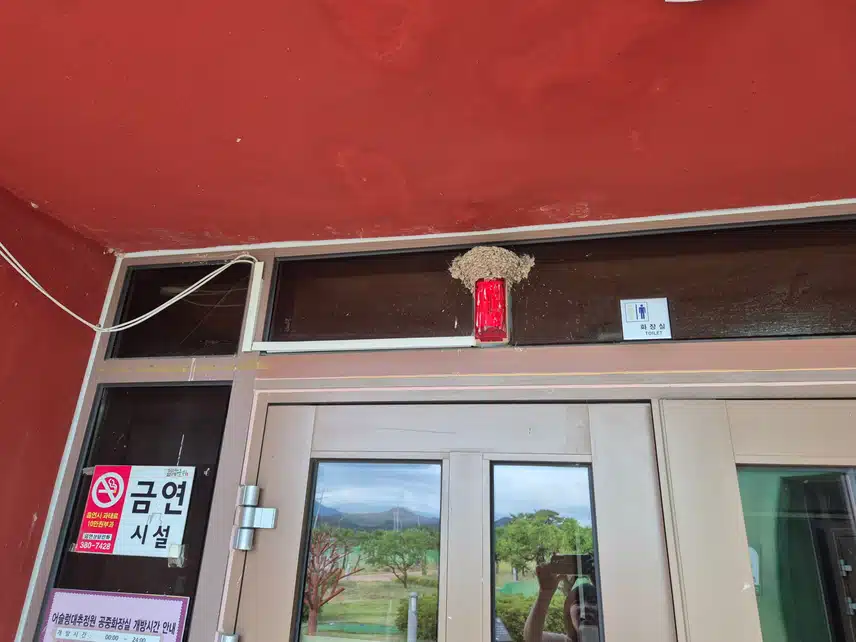 제비집