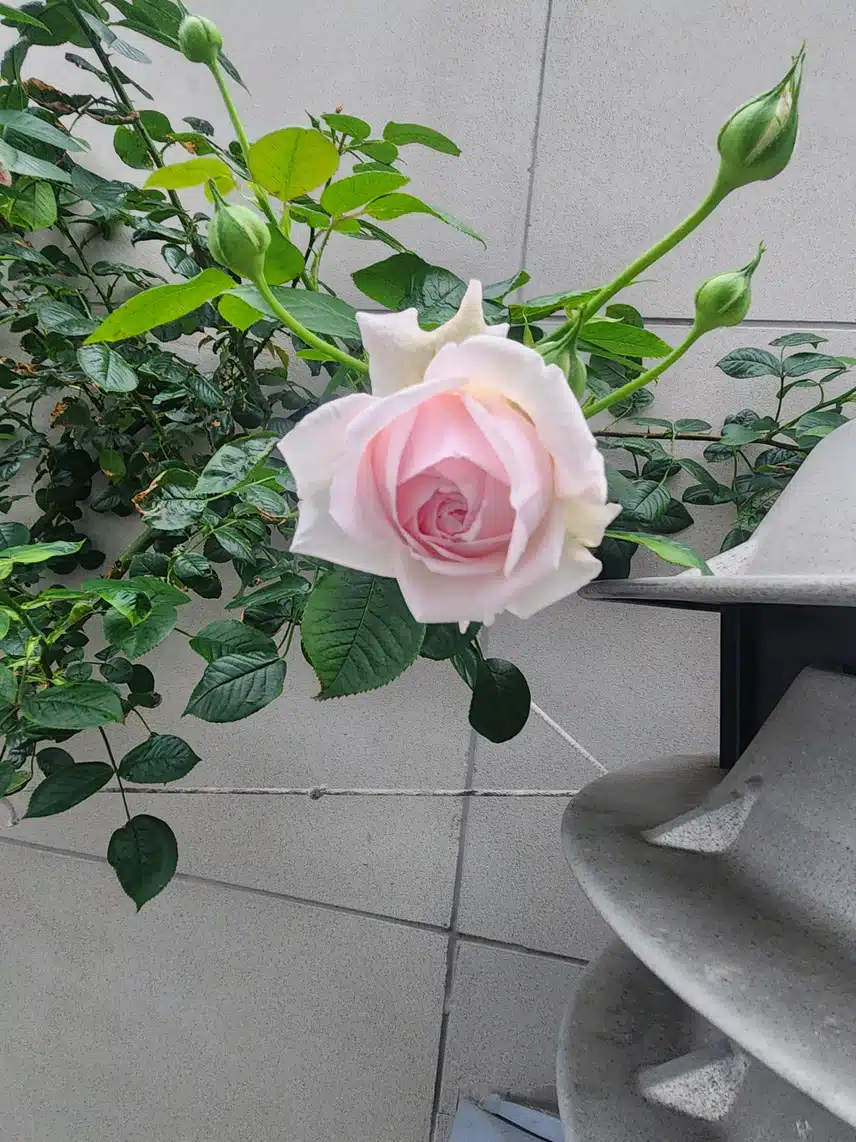 장미꽃 