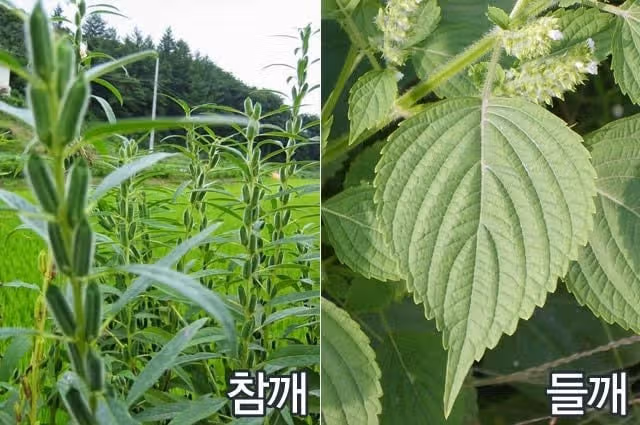 참깨와 들깨의 차이
