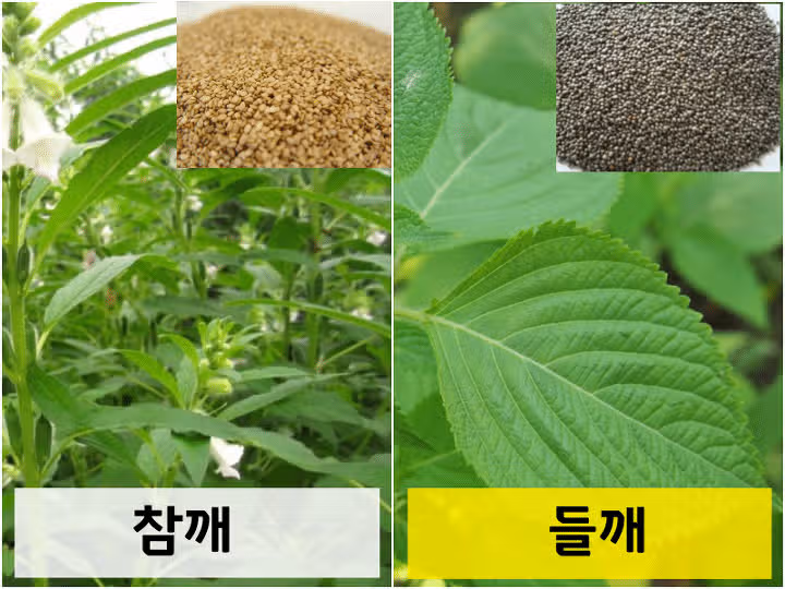참깨와 들깨의 차이