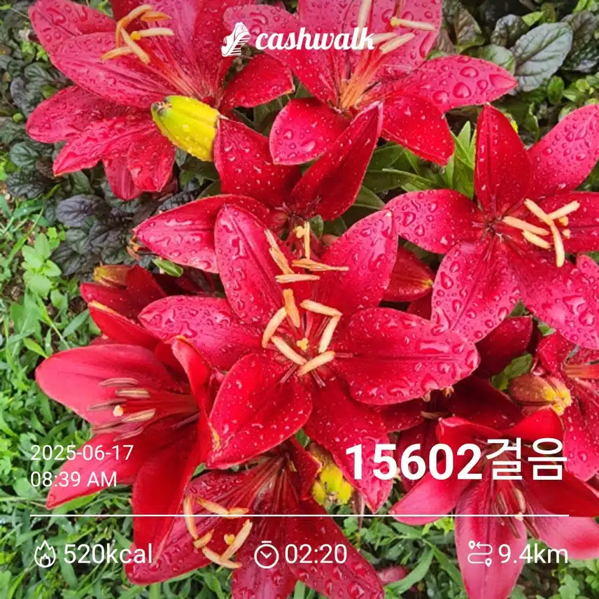 새벽에 만보걷기 성공~~✌️