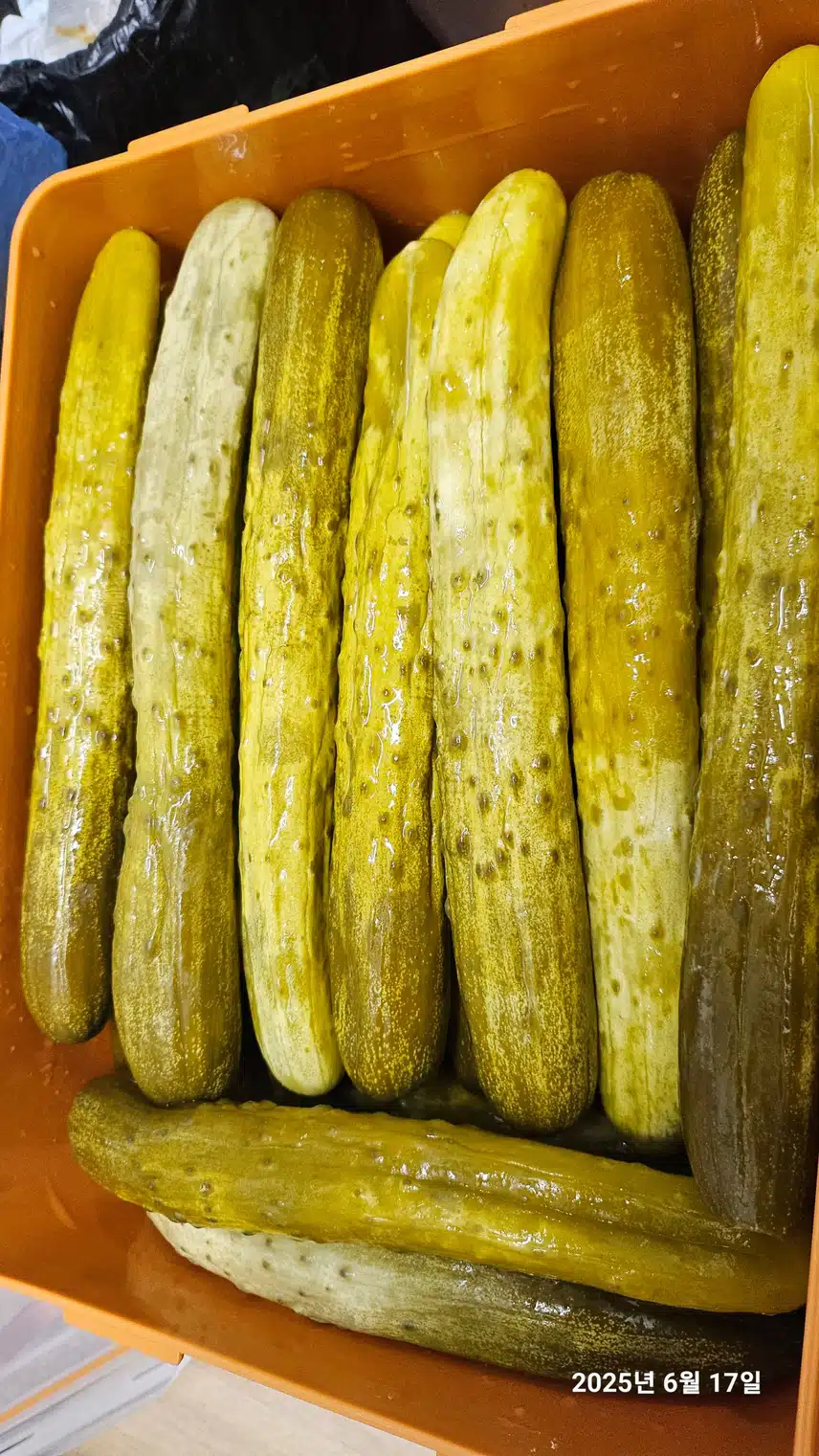 오이지 (만10일)완성