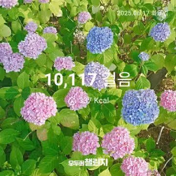 6월 17일 만보 완주 