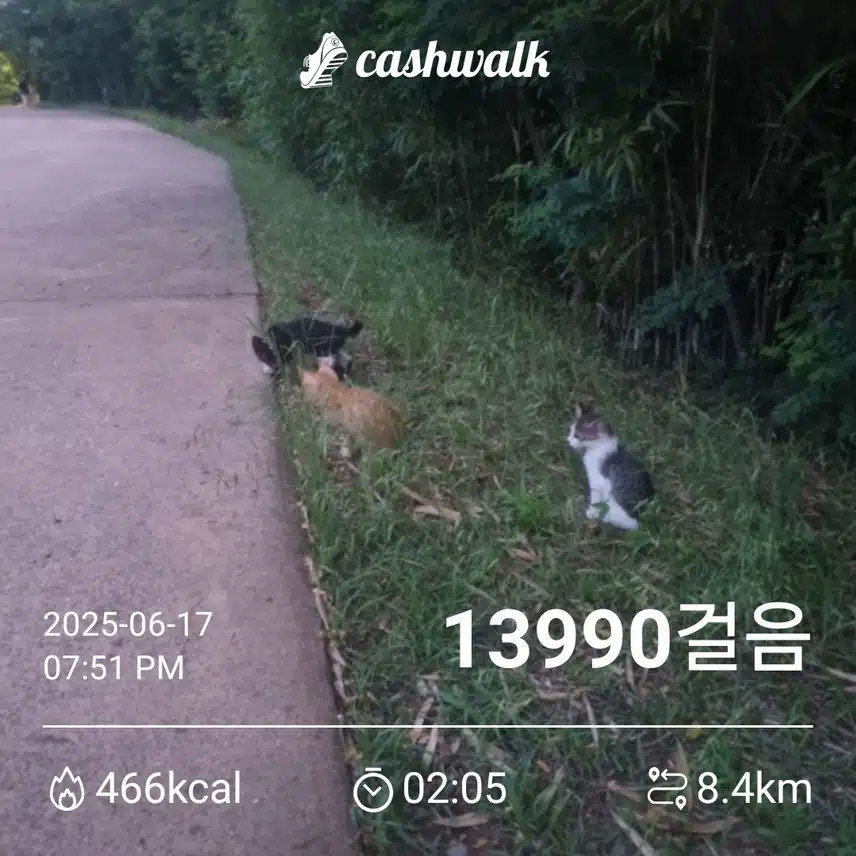 저녁산책중 만난 새끼고양이 3마리