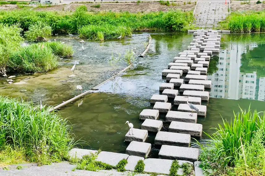 새들