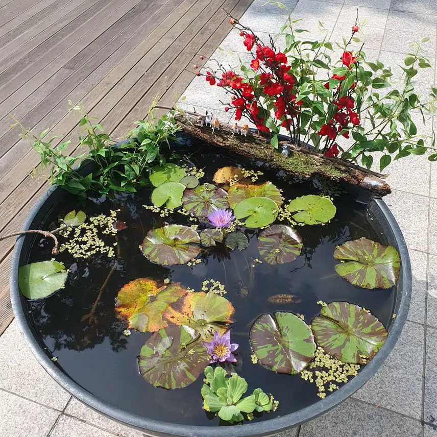 수련