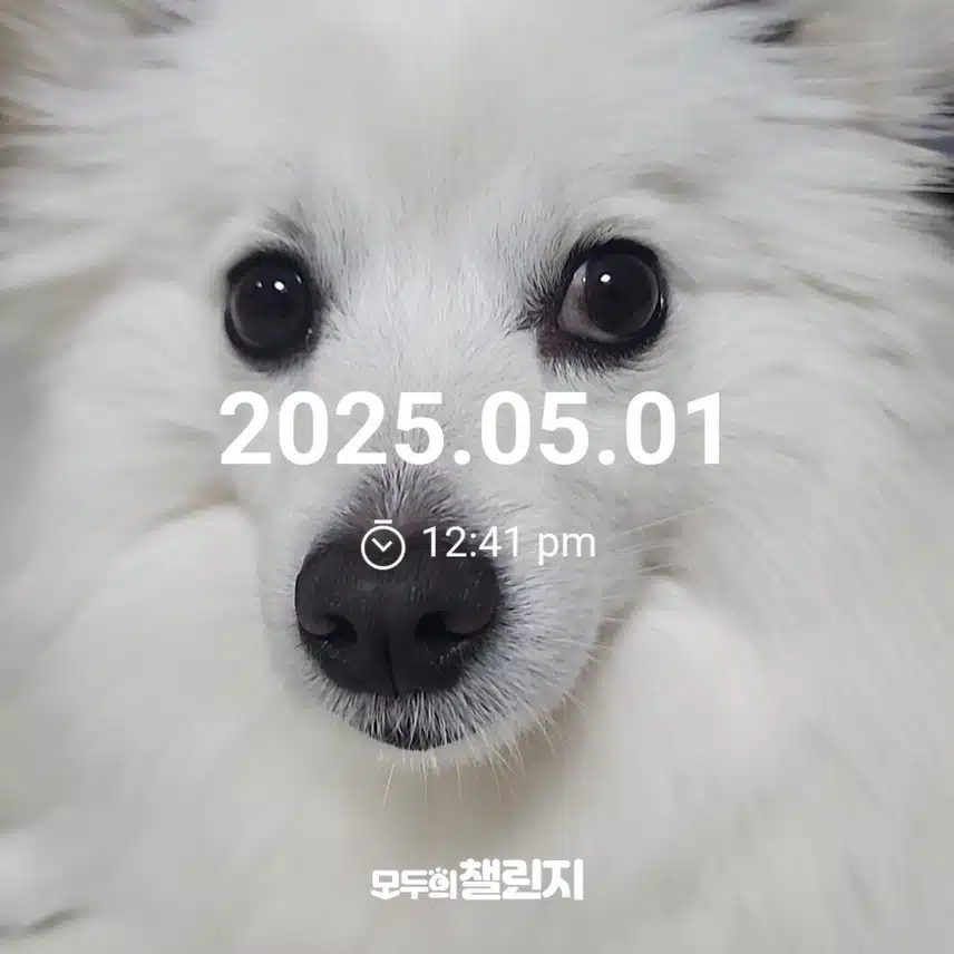 ❤️ 내 강아지 자랑 추가 모집 중(신입 환영) ❤️