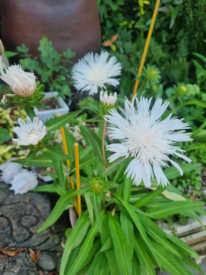 과꽃 바라보기
